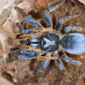 Ornithoctoninae sp. “Vietnam Silver” 2cm