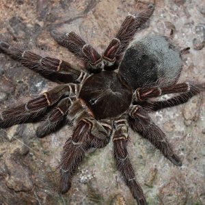 Theraphosa blondi 4cm