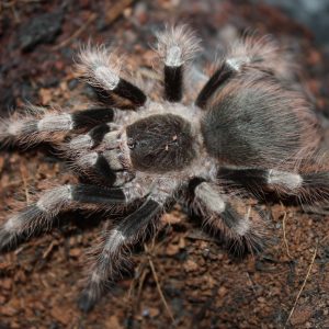 Nhandu coloratovillosus 4cm