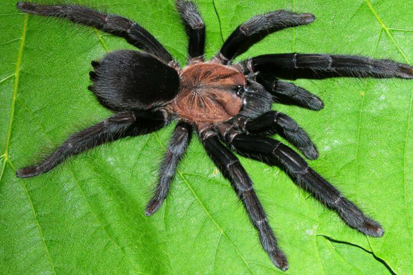 Orphaneus sp. “Negros” 1cm x5