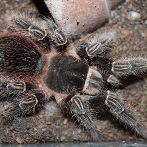 Lasiodora klugi 1-2cm