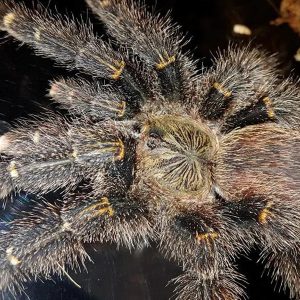 Avicularia rufa "Brazil" 3-4cm