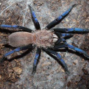 Birupes simoroxigorum 1-2cm x5