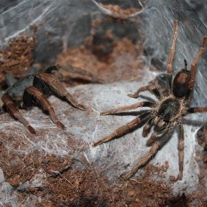 Kochiana brunnipes 0.5cm