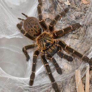 Pterinochilus murinus DCF "Mikumi NP" 6cm