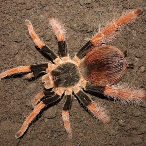 Megaphobema robustum 3cm