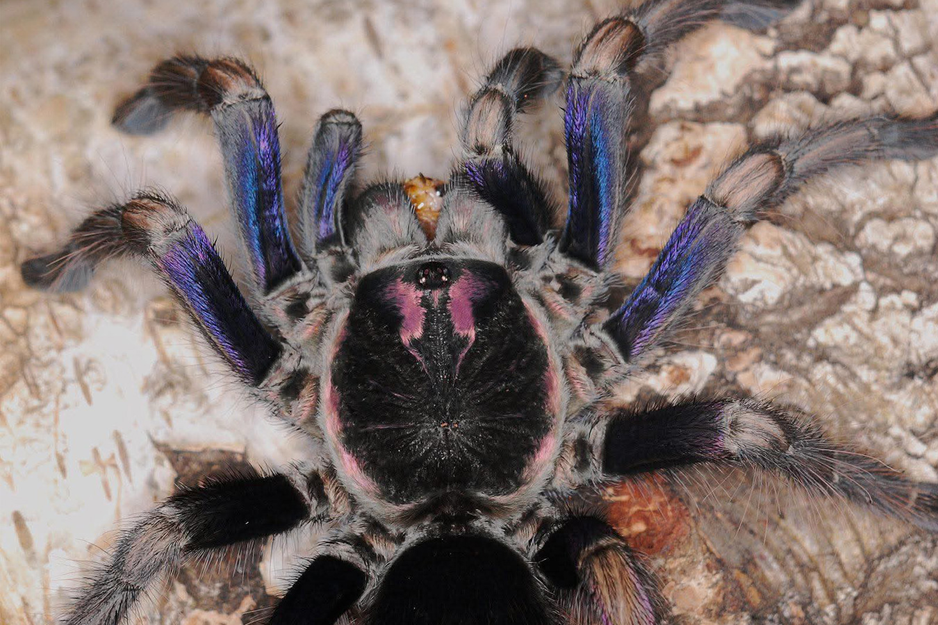 Pamphobeteus ultramarinus 4cm Female♀