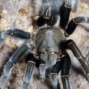 Selenocosmia javanensis 1cm