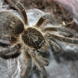 Harpactira baviana 3cm