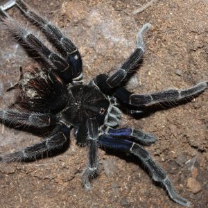 Pamphobeteus antinous BIG BLACK (Peru) 8-10cm Female♀