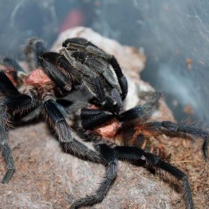 Davus pentaloris 0.5-1cm
