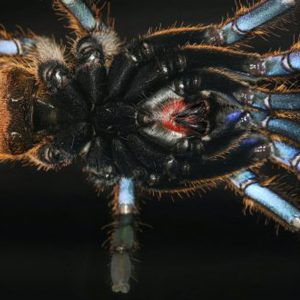 Ornithoctoninae sp. “Nhen Dep" 5-6cm