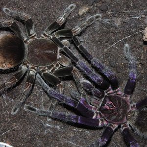 Pamphobeteus sp. "Manganegra" 3-4cm