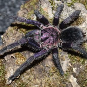 Phormictopus sp. "Dominican Purple" 2cm