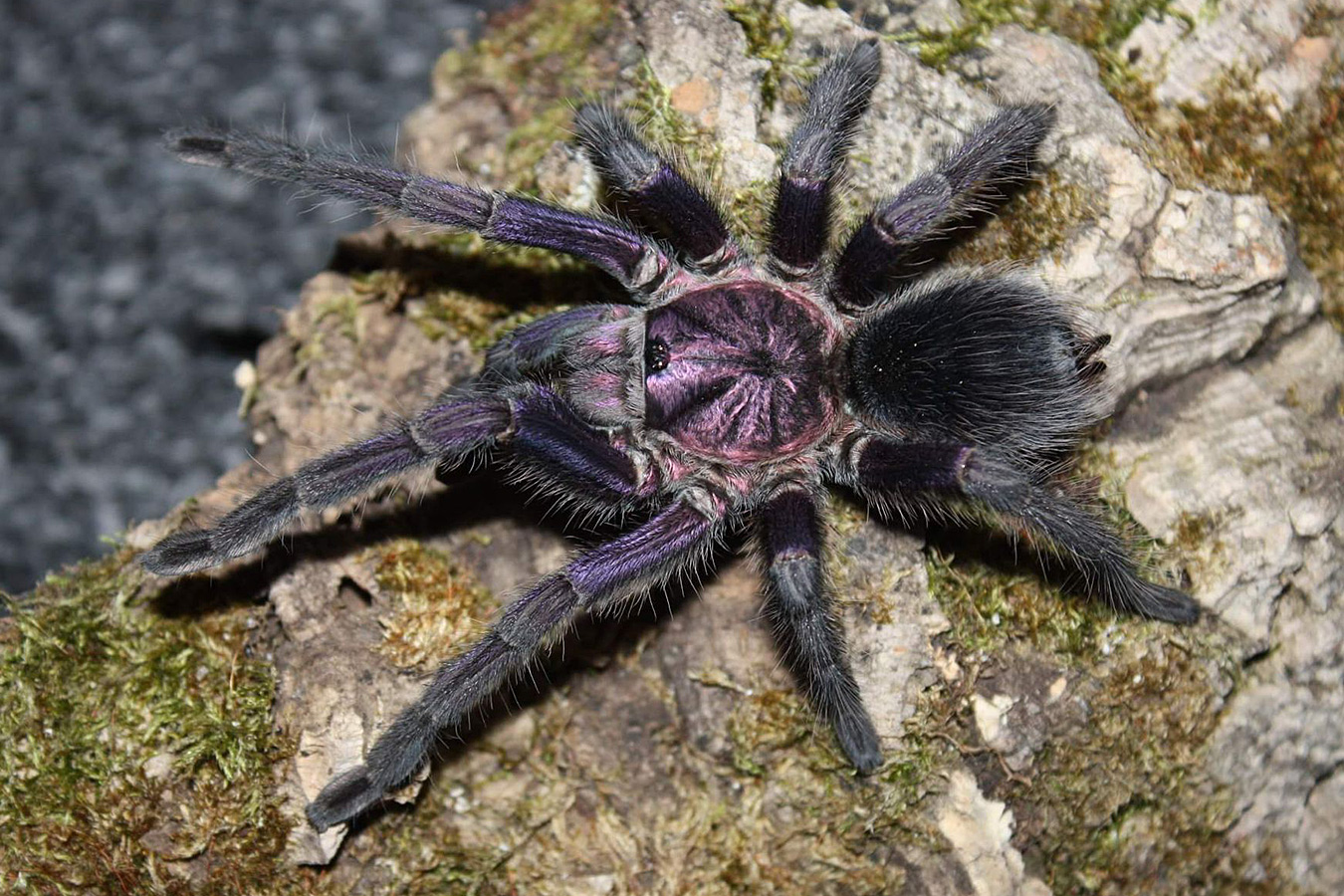 Phormictopus sp. “Dominican purple” 4cm