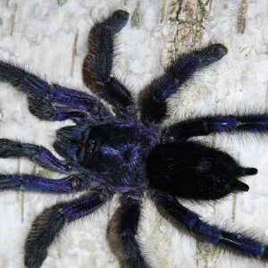 Avicularia purpurea 4-5cm