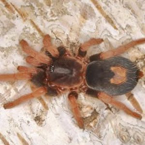 Cyriocosmus aueri 1cm
