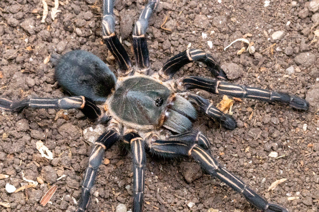 Melopoeus albostriatus “Ratchasima” 8cm Female♀