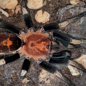 Davus sp. "Oaxaca" 2cm