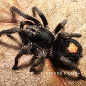 Cyriocosmus sp. "Oronegro" 0.5-1cm