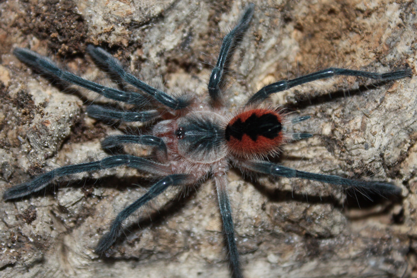 Pamphobeteus sp. “Cascada” 4cm