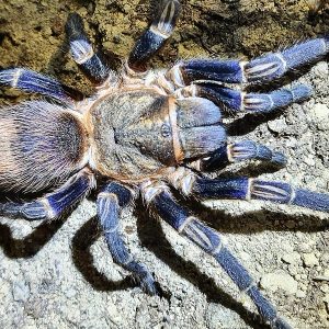 Thrixopelma kimraykawsaki 3cm