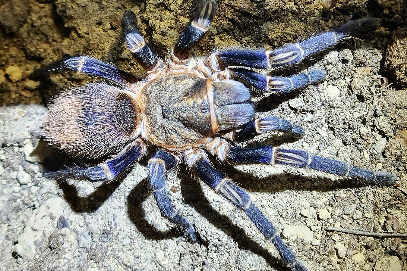 Theraphosinae sp. “Cuzco” 1cm