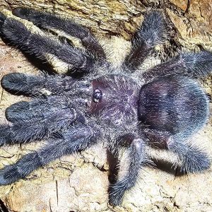 Avicularia purpurea 4-5cm