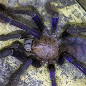 Omothymus violaceopes 7-8cm Male♂