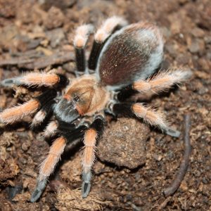 Aphonopelma bicoloratum 4cm Male ♂