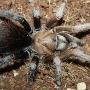 Aphonopelma sp. "Diamond back" 0.5cm
