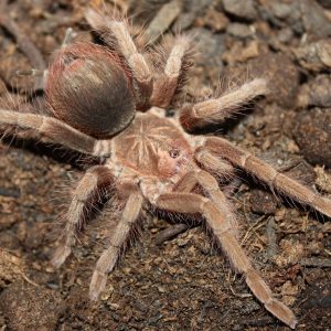 Pamphobeteus sp. "Hexa" Mature Male ♂ 09/25