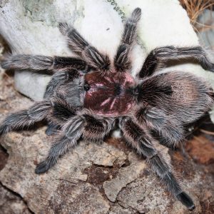 Grammostola rosea NCF 2cm