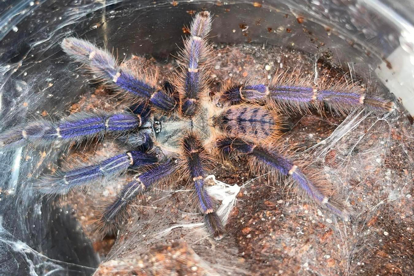 Phormingochilus sp. “Sabah blue” 3-4cm
