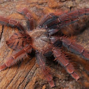 Phormingochilus sp. "Sabah Red" 1-2cm