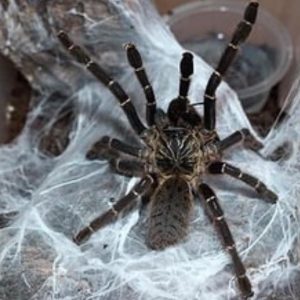 Pterinochilus murinus DCF "Kenya" 5-6cm