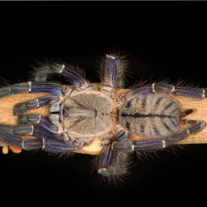 Ornithoctoninae sp. "Phan Cay Blue" 3cm