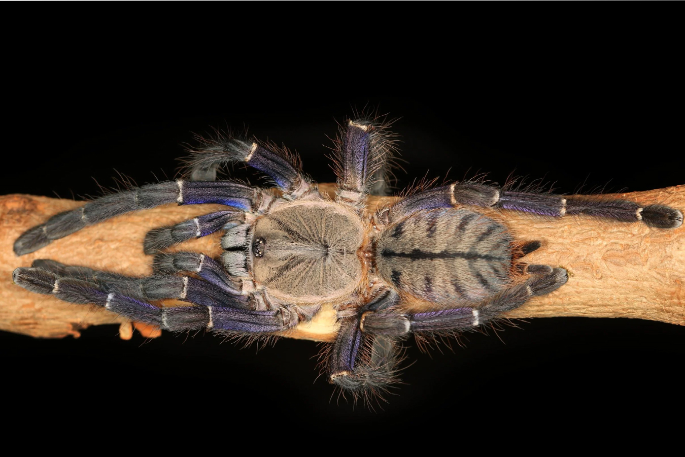 Ornithoctoninae sp. “Phan Cay Blue” 3cm