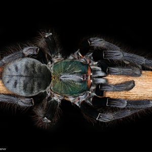Cyriopagopus sp. "Valhalla" 2-3cm x5