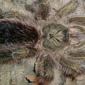 Avicularia juruensis M1 "ex. Urticans Green" 4cm