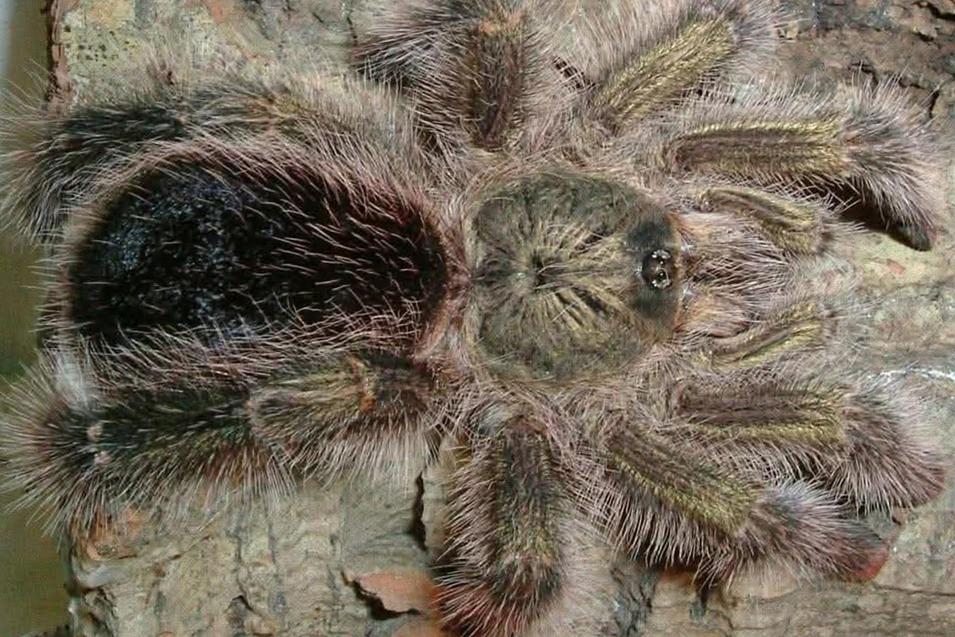 Avicularia juruensis M1 “ex. Urticans Green” 4cm