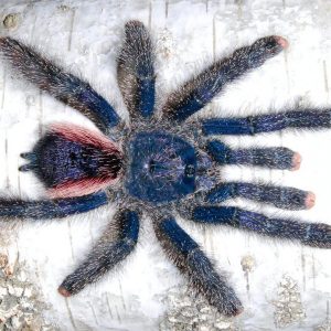 Avicularia juruensis M2 "ex. Peru Purple" 2cm