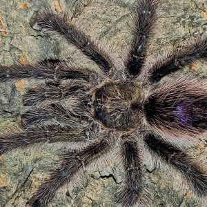 Avicularia juruensis M1 "ex. Urticans Green" 4cm