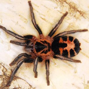 Cyriocosmus leetzi "Venezuela" 0.5cm