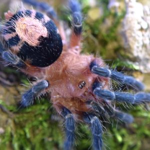 Cyriocosmus perezmilesi 0.5cm