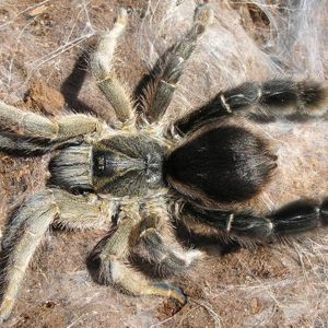 Eucratoscelus pachypus 4cm Female ♀