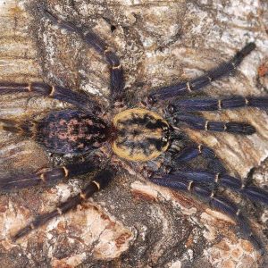 Heterothele gabonensis 1cm