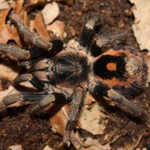 Hapalopus guerreroi 0.5cm x5