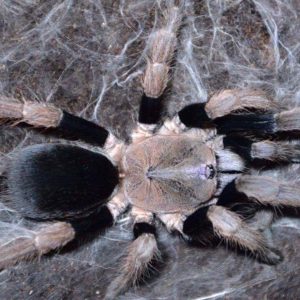 Haplocosmia sp. "Black femur" 8cm Adult Female ♀