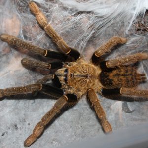 Encyocratella olivacea 3-4cm